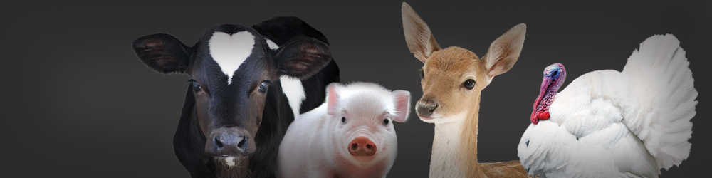 Grazix Animal Health – Simple Reliable Antibiotic-Free Livestock Production
